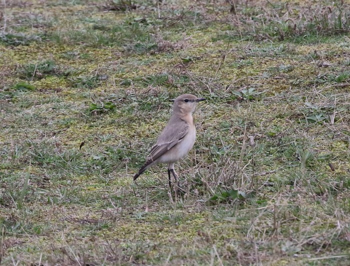 Isabelline Wheatear
