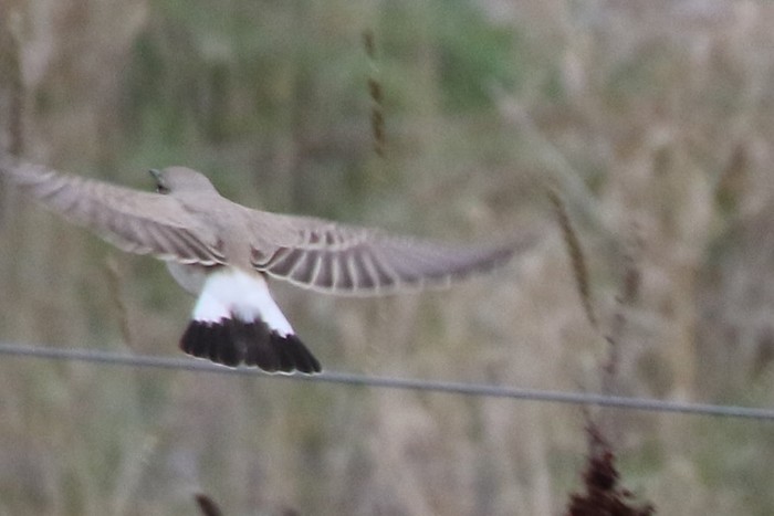 Isabelline Wheatear
