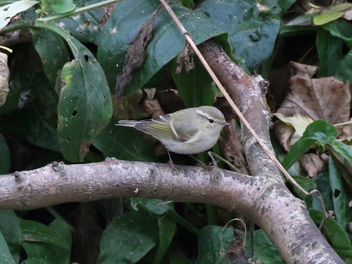 Hume's Warbler