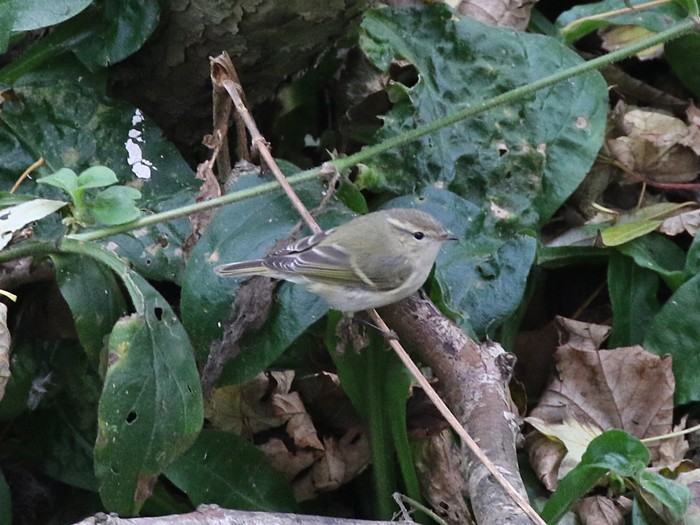 Hume's Warbler