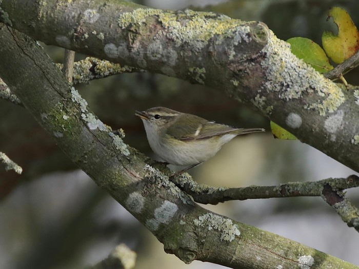 Hume's Warbler