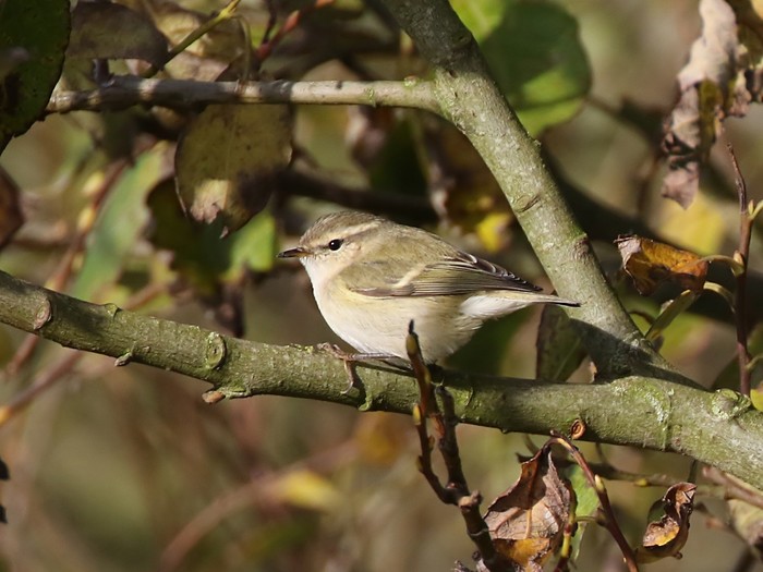 Hume's Warbler