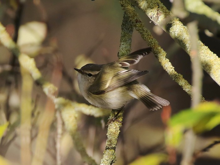 Hume's Warbler