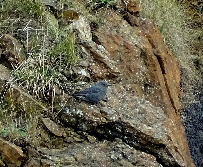 Blue Rock Thrush