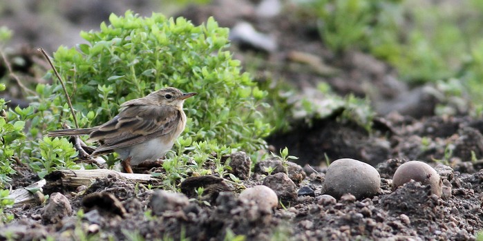 Paddyfield Pipit