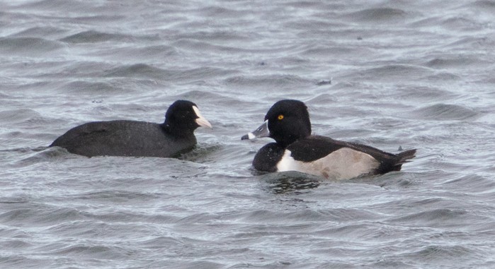 Ring-necked Duck
