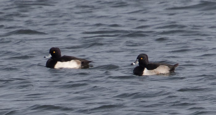 Ring-necked Duck