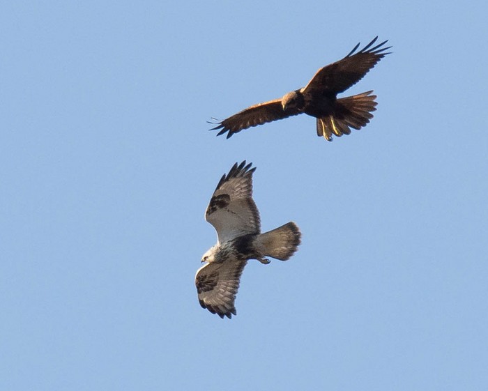 Rough-legged Buzzard