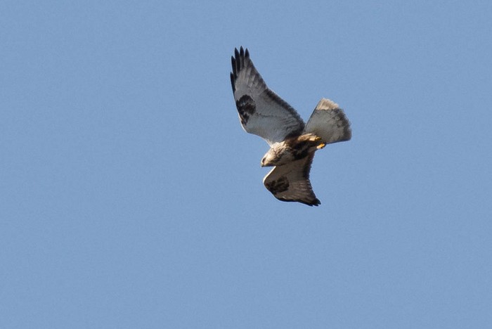 Rough-legged Buzzard