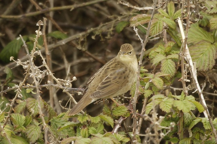 Grasshopper Warbler