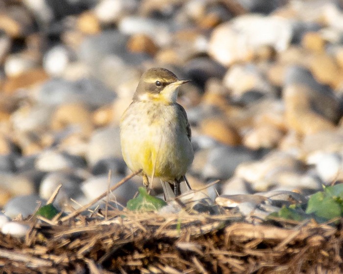 Eastern Yellow Wagtail