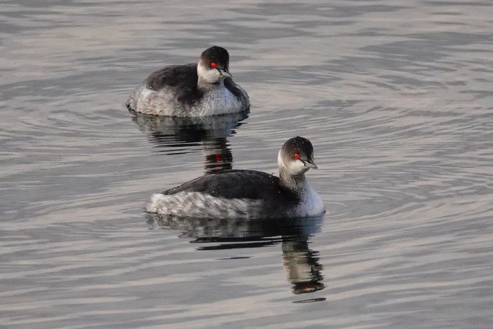 Black-necked Grebe