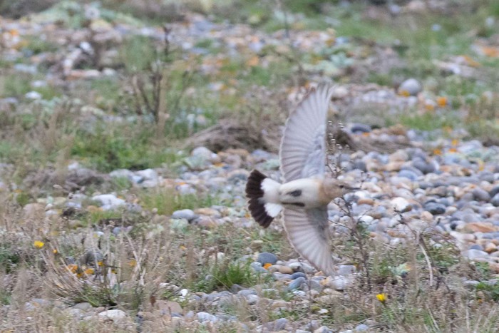 Isabelline Wheatear
