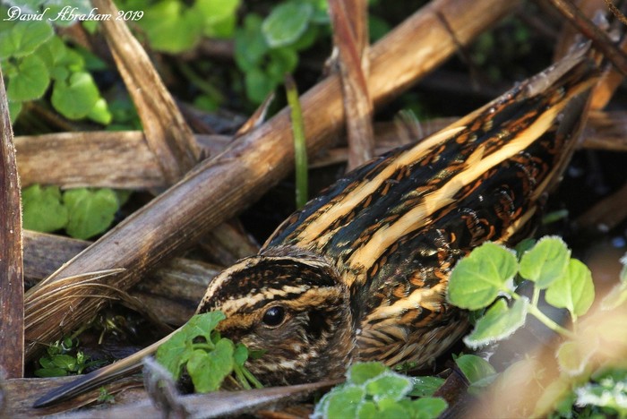 Jack Snipe