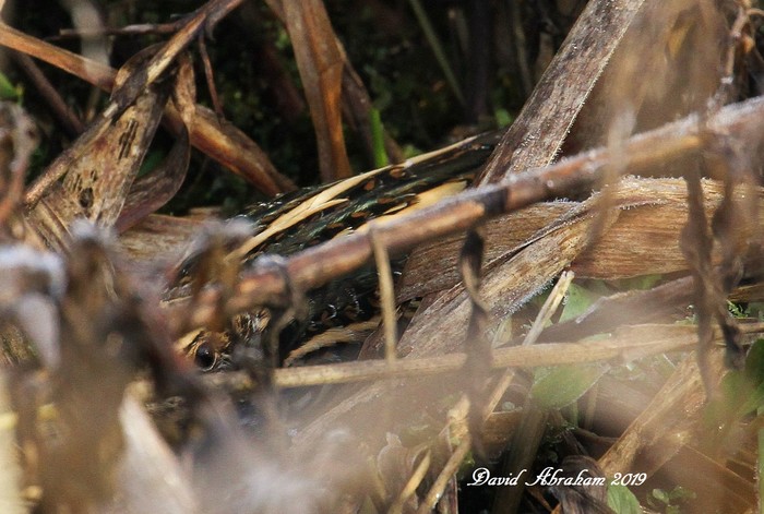 Jack Snipe