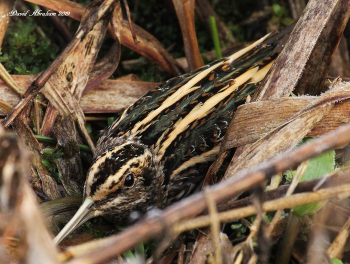 Jack Snipe