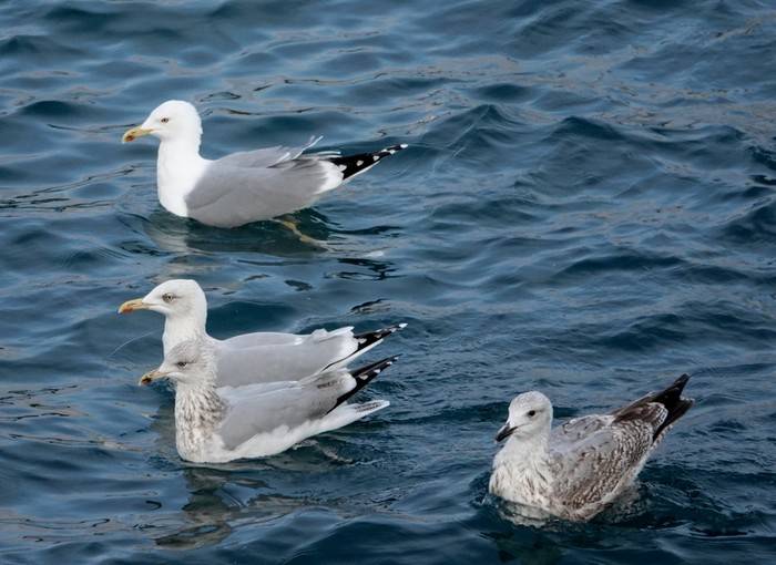 Yellow-legged Gull