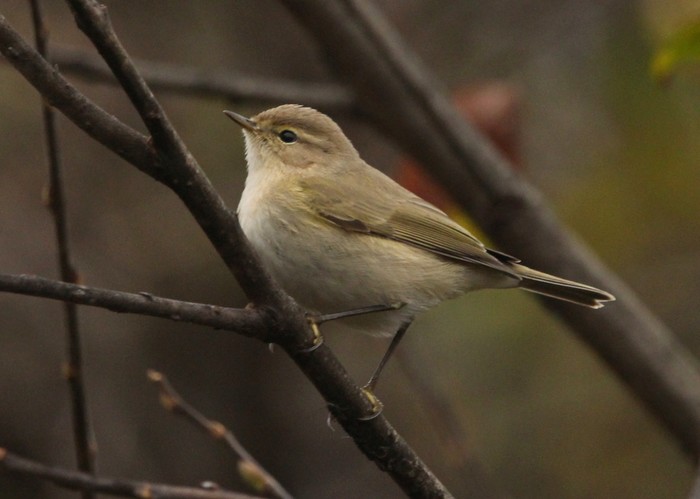 Siberian Chiffchaff