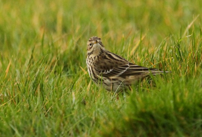 Red-throated Pipit