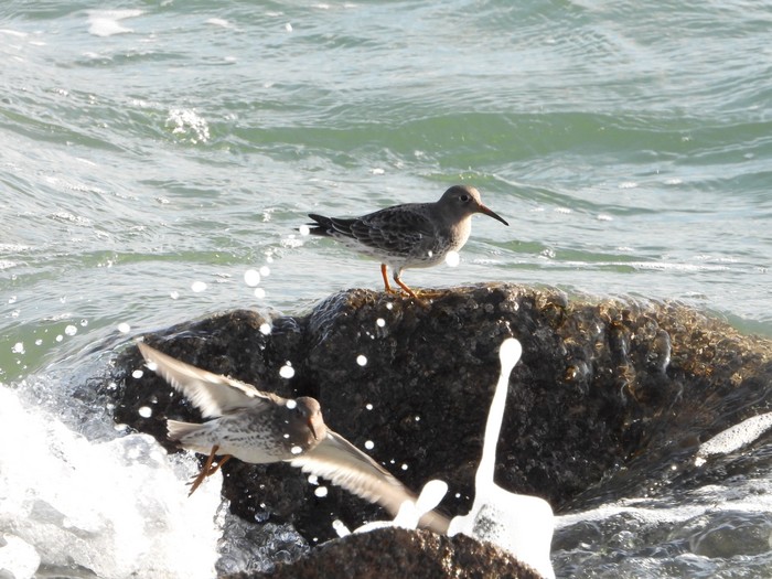 Purple Sandpiper