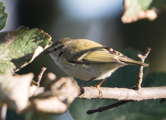 Hume's Warbler