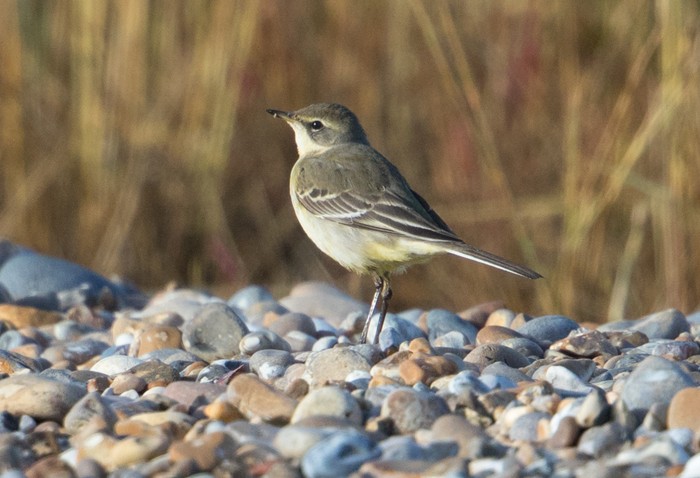 Eastern Yellow Wagtail