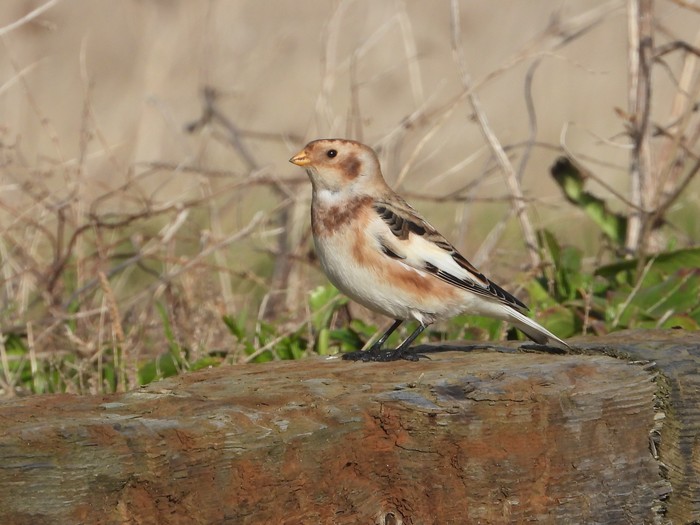 Snow Bunting
