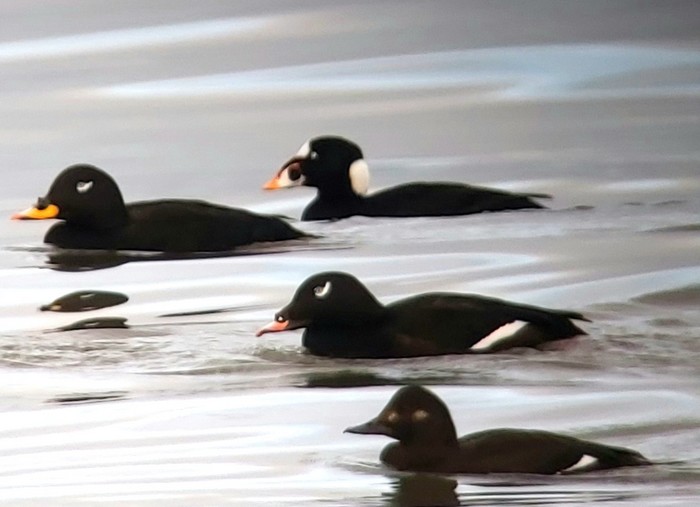 White-winged Scoter
