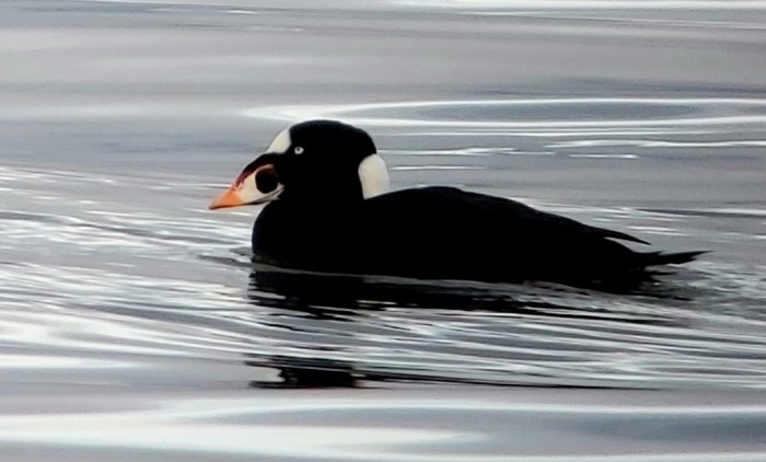 Surf Scoter