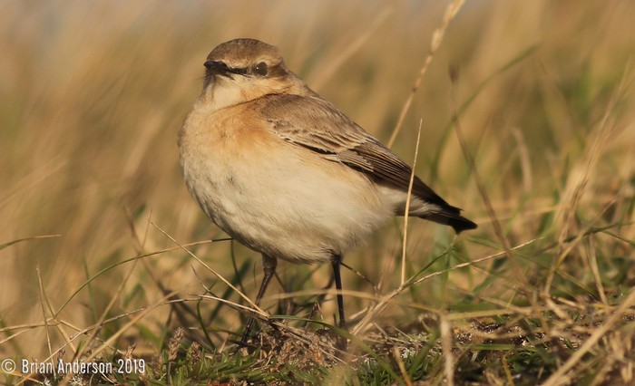 Isabelline Wheatear