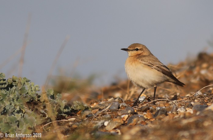 Isabelline Wheatear