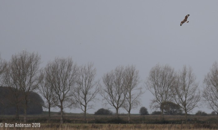 Rough-legged Buzzard