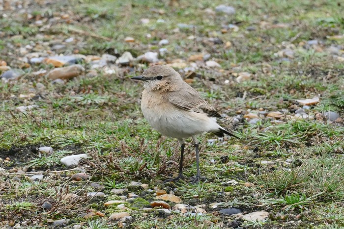 Isabelline Wheatear