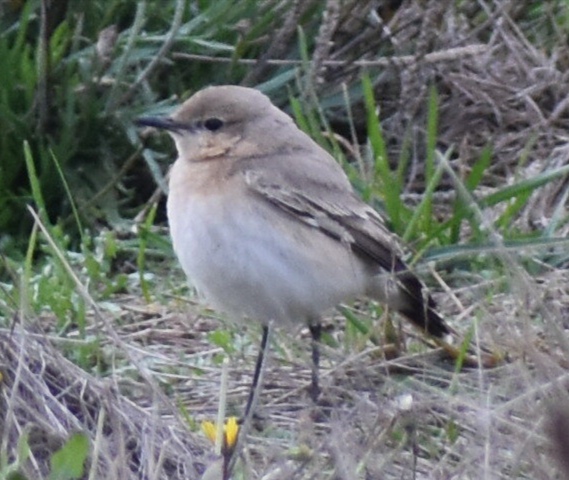 Isabelline Wheatear