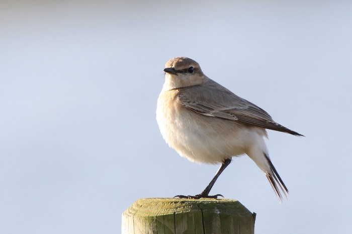 Isabelline Wheatear