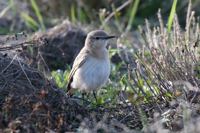 Isabelline Wheatear
