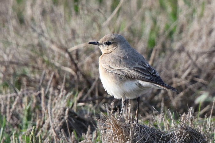 Isabelline Wheatear