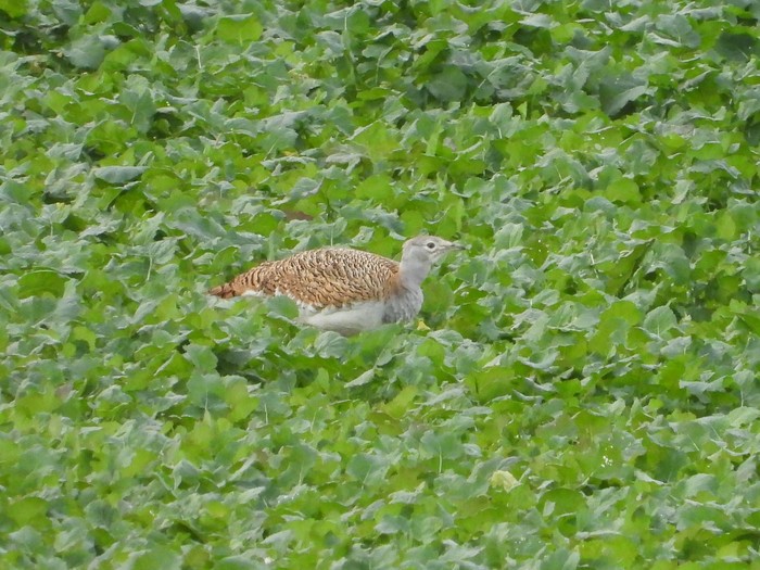 Great Bustard