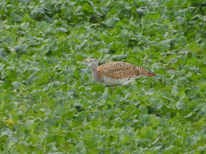 Great Bustard
