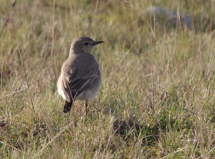 Isabelline Wheatear