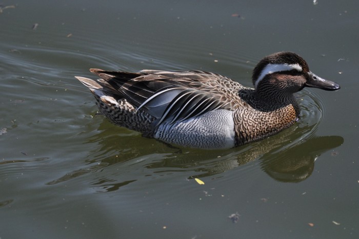 Garganey