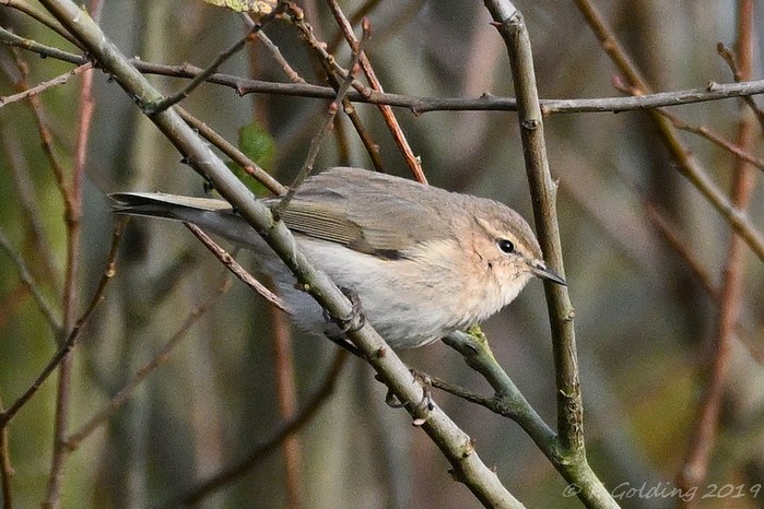 Siberian Chiffchaff