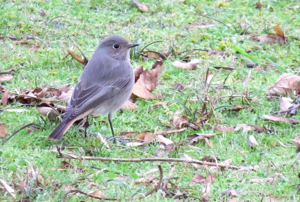 Black Redstart