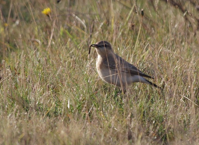 Isabelline Wheatear