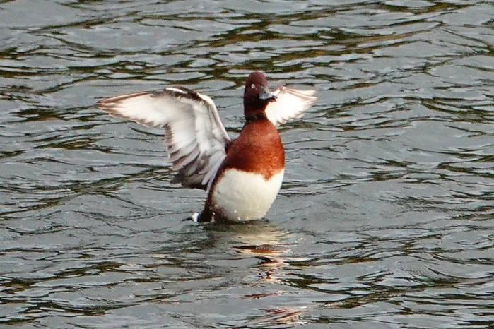 Ferruginous Duck