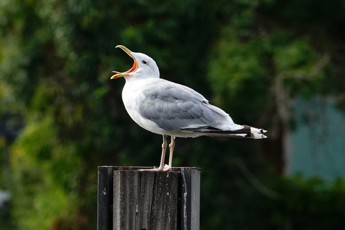 Caspian Gull