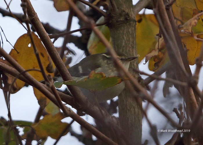 Yellow-browed Warbler