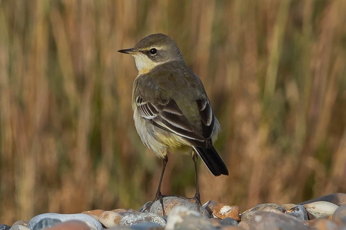 Eastern Yellow Wagtail