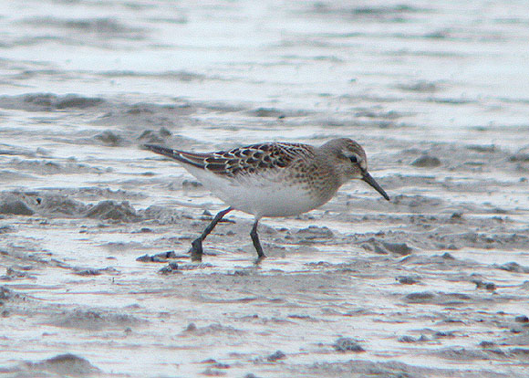 White-rumped Sandpiper