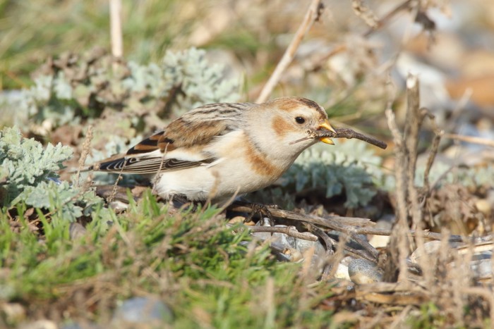 Snow Bunting